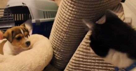 VIDEO Mačak je dobio nove članove obitelji. Ovako nešto slatko će vam uljepšati dan